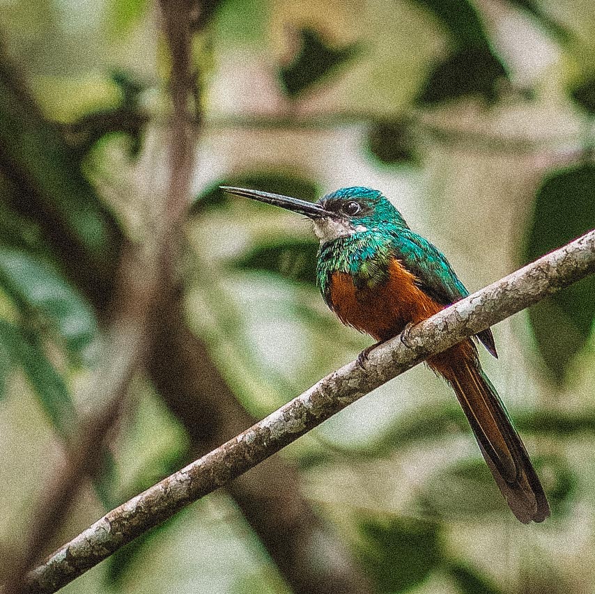 passaro-chapada-veadeiros