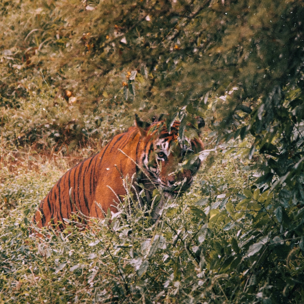 india-sariska-reserve