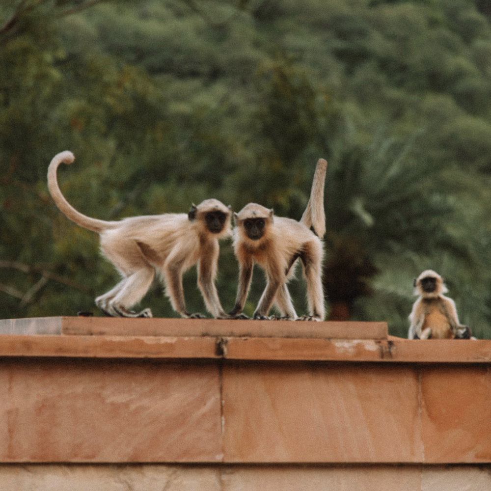 macacos-india