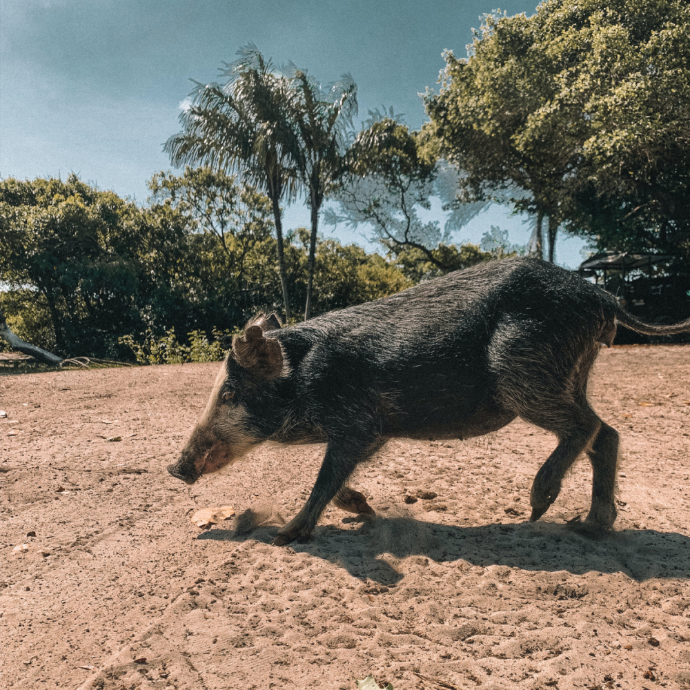 santo-amaro-do-maranhao