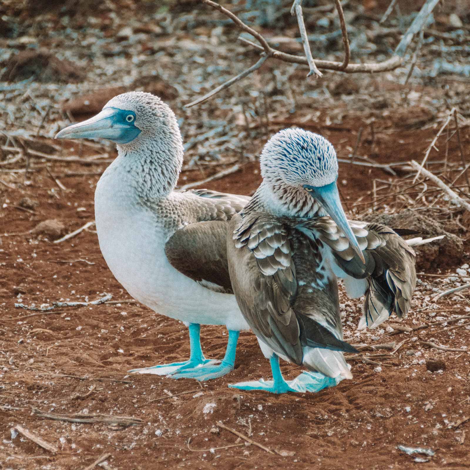 galapagos