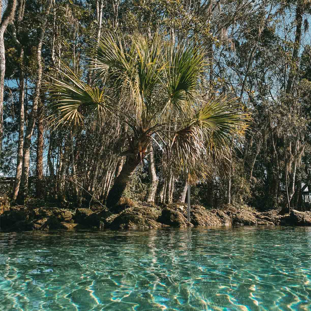 crystal-river-three-sisters-springs