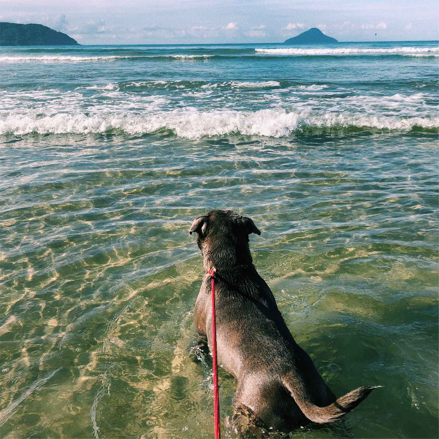 cachorro-praia-juquehy
