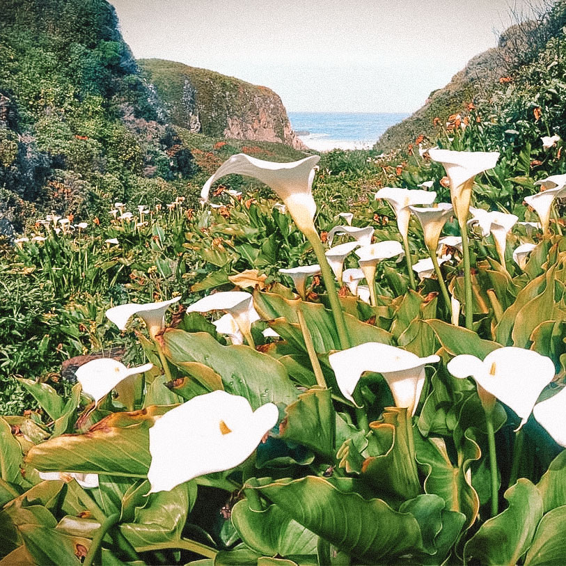 Garrapata-State-Park---Calla-Lily-Valley