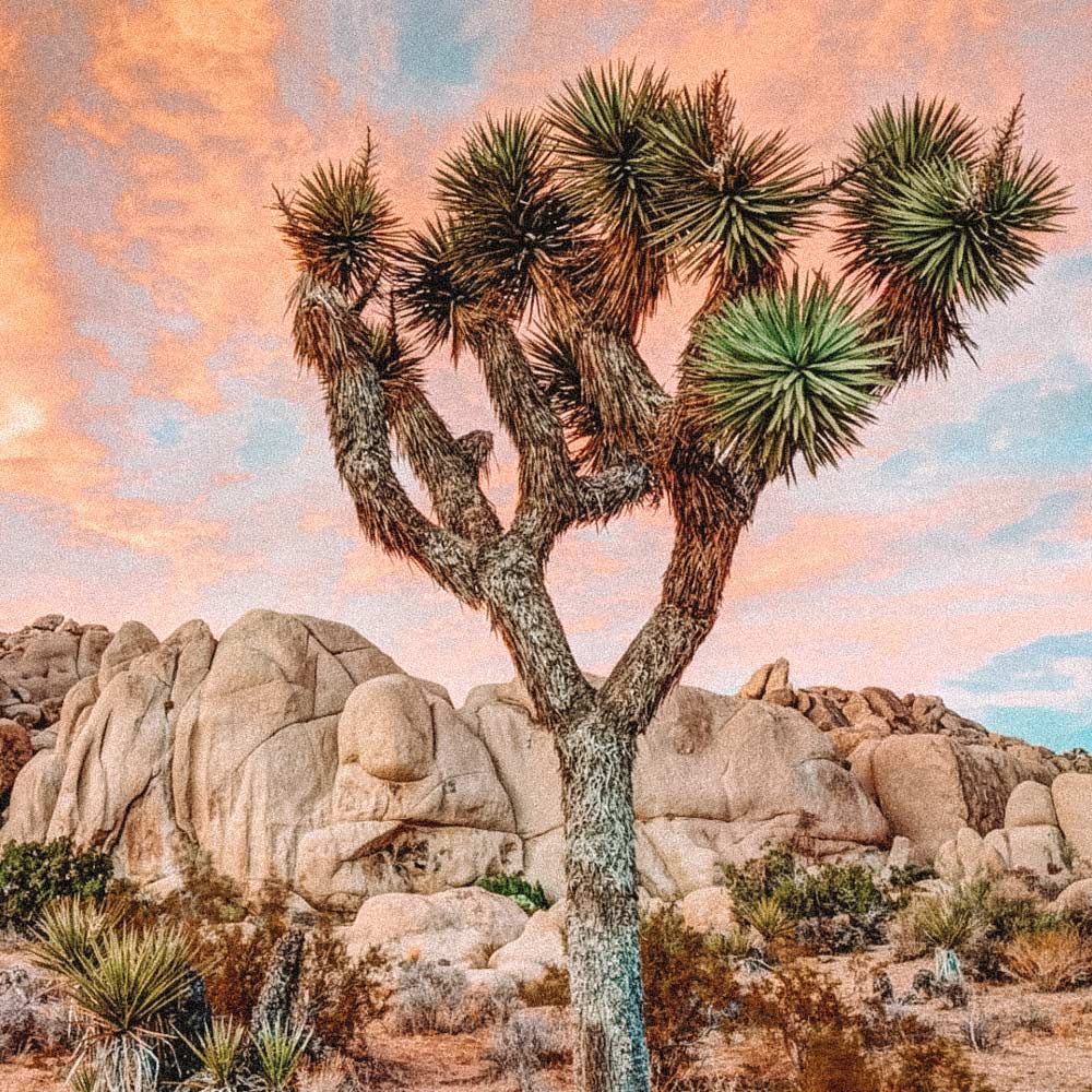 road-trip-nos-estados-unidos-joshua-tree-national-park