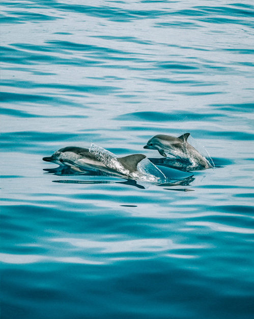 golfinhos-atrações-crueis