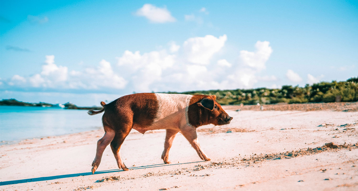 praia-dos-porcos-bahamas