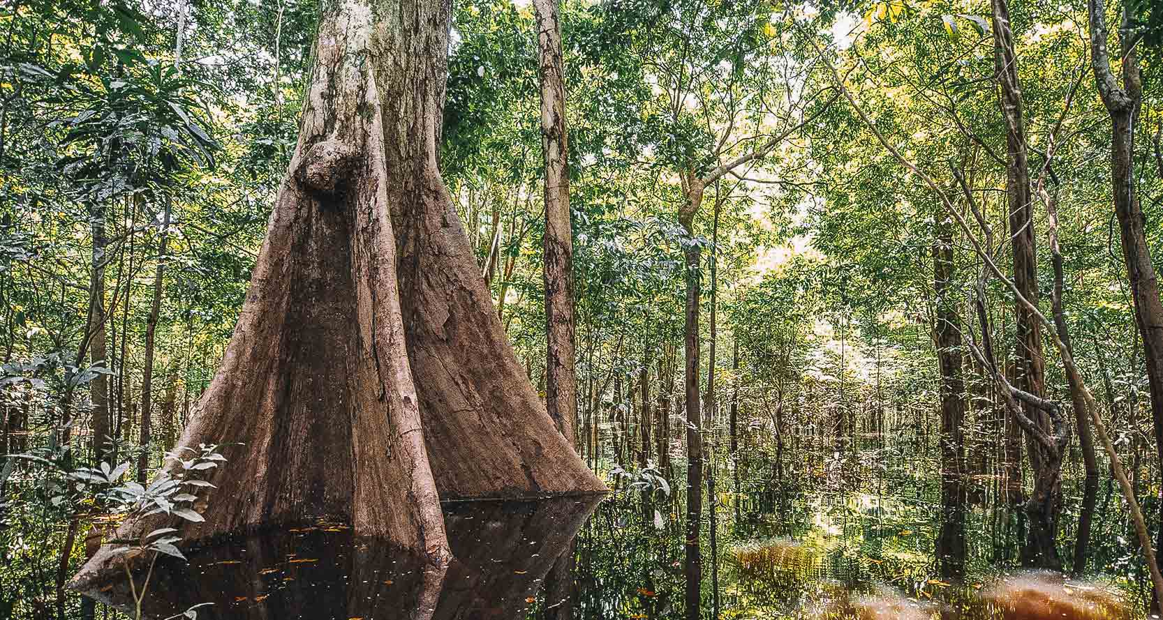 quando ir para a amazônia seca e cheia na floresta carpe mundi | My XXX ...