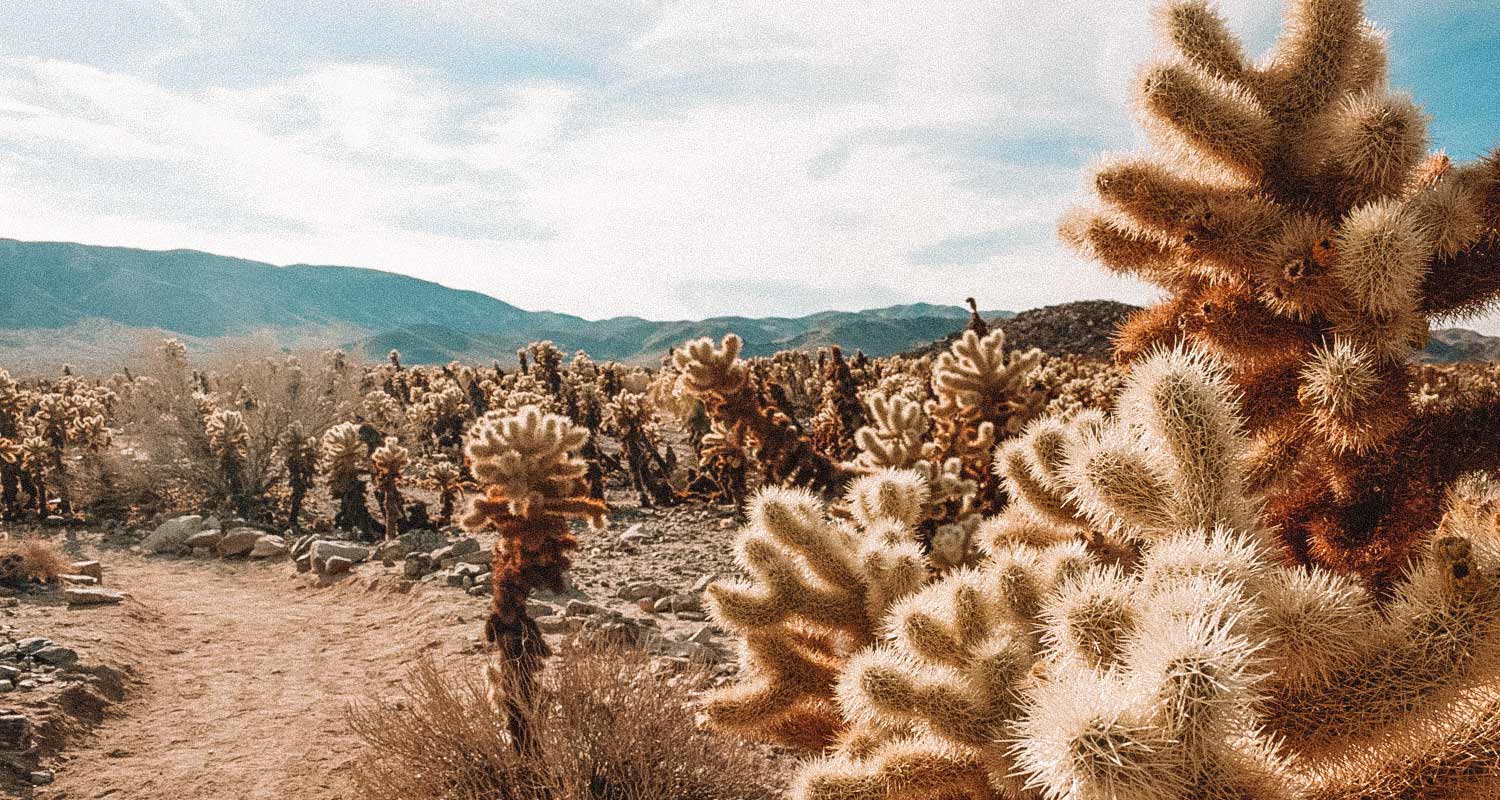 cactus-garden