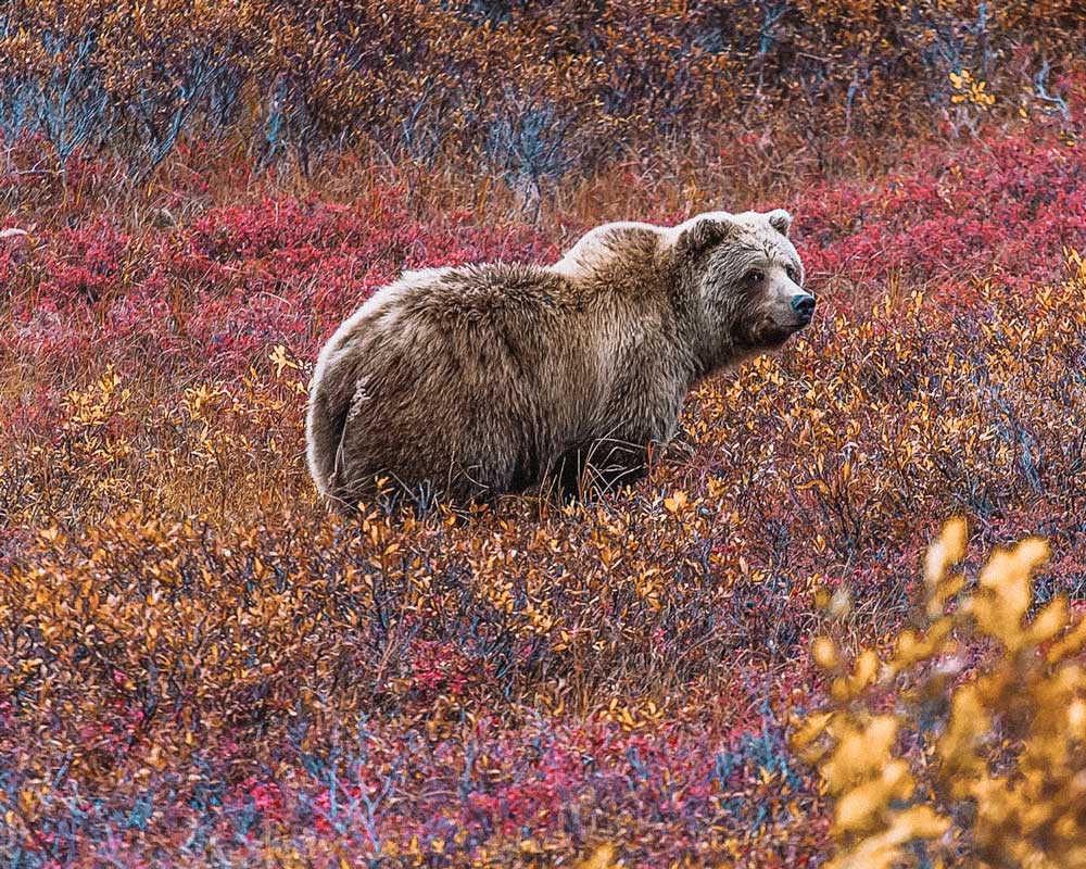 denali-park