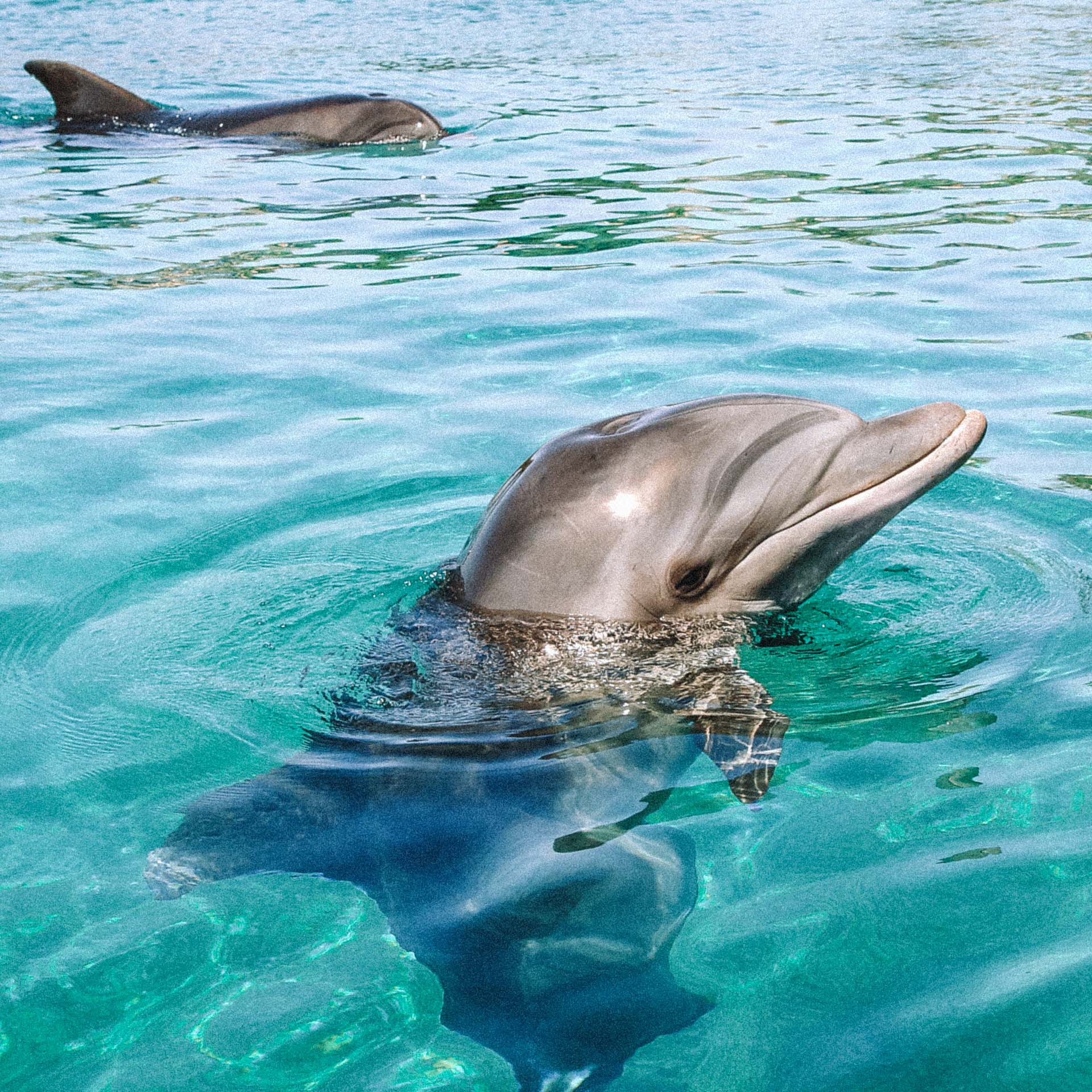 golfinhos-cativeiro