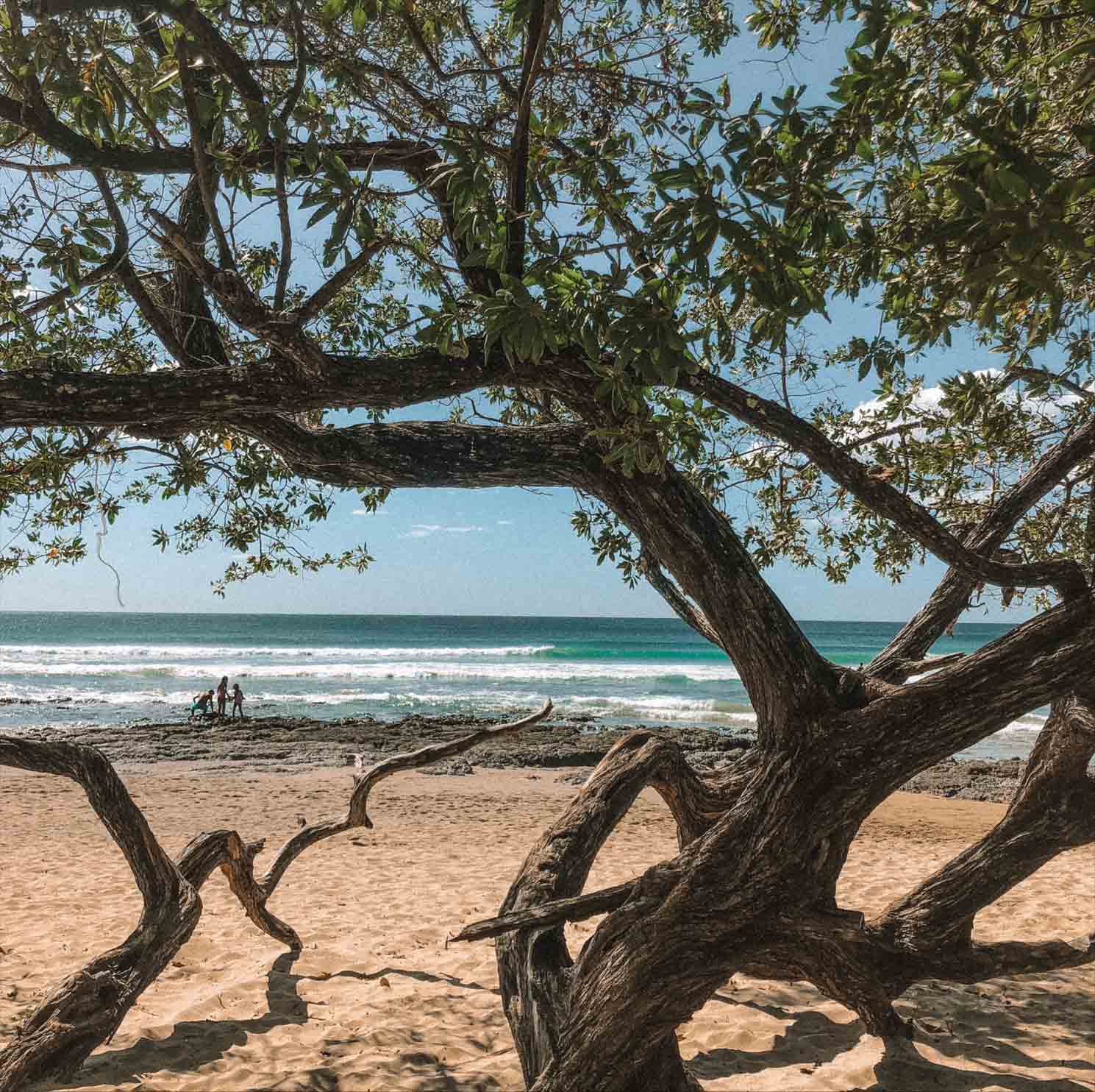 tamarindo