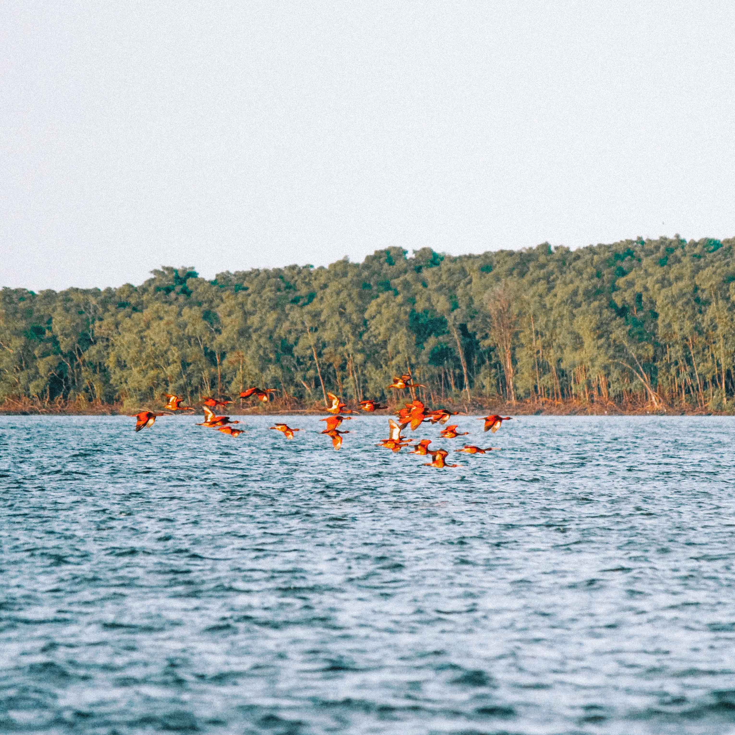 revoada-guaras-delta