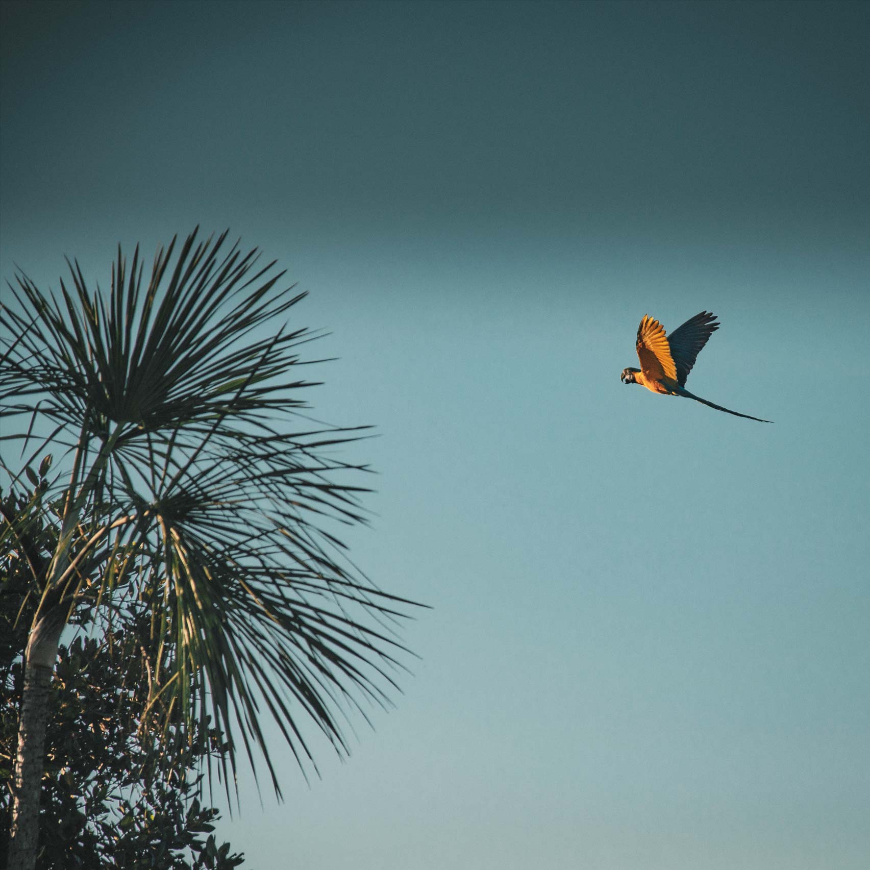 arara azul e amarela voando no céu do cerrado