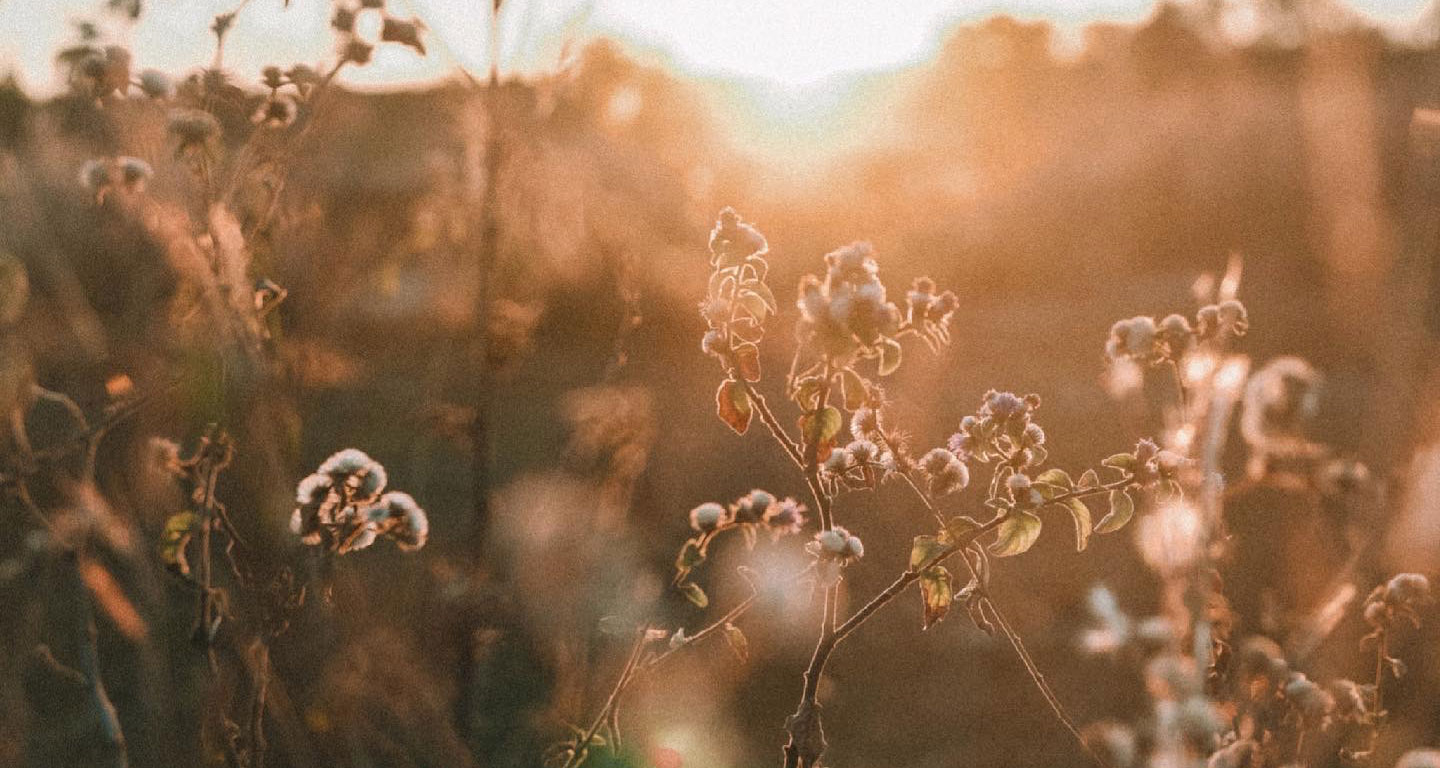 vegetação ao pôr do sol no cerrado