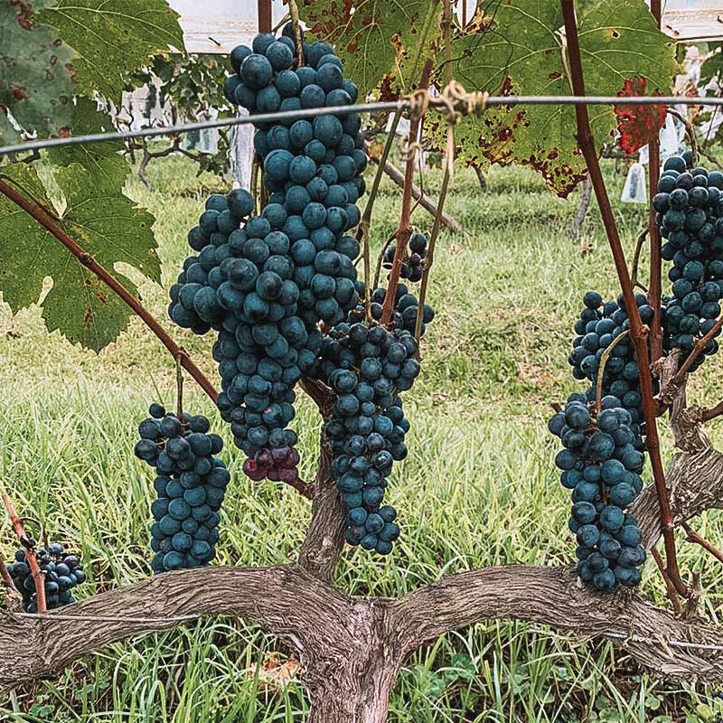 uvas vinícola entre vilas