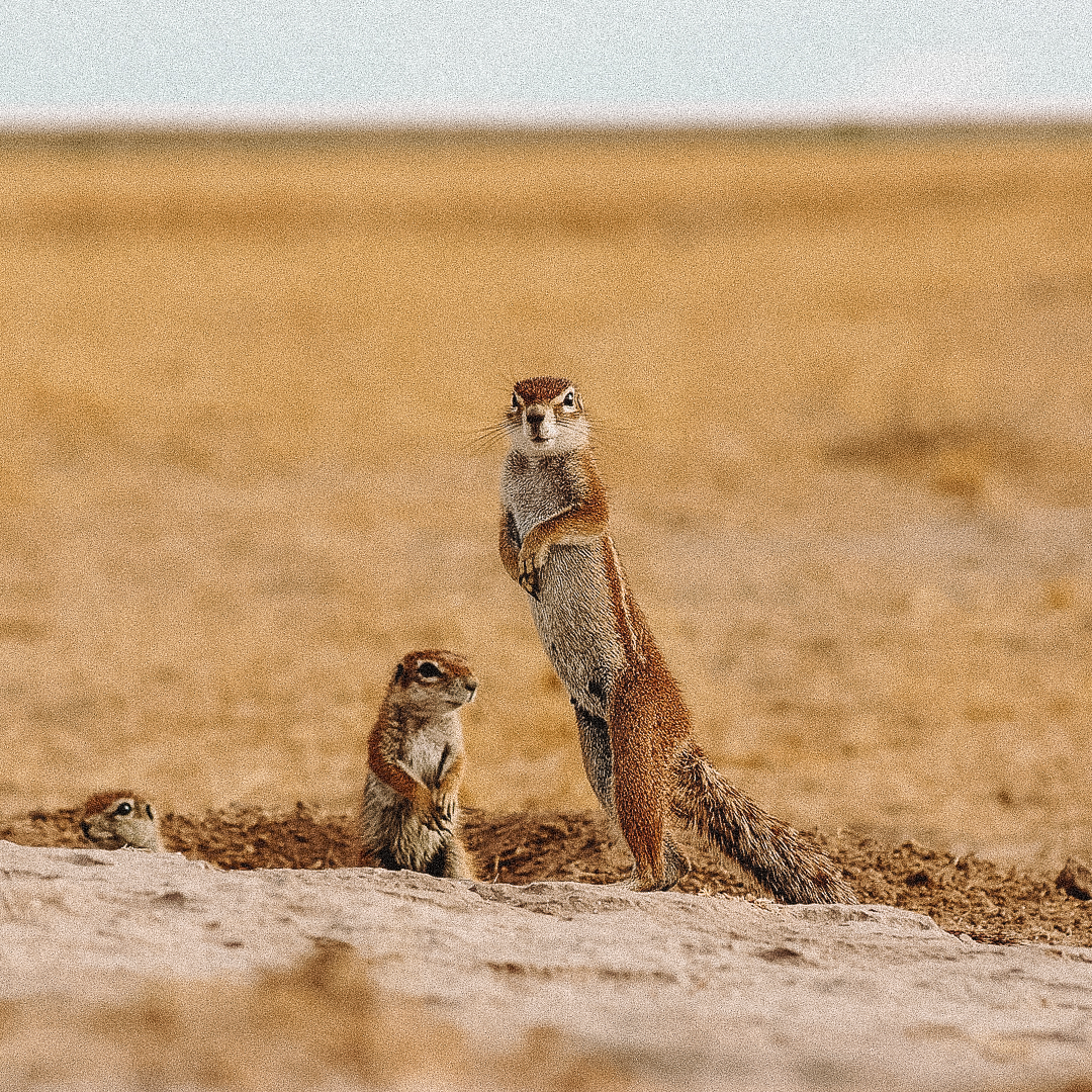 animais deserto Kalahari africa 