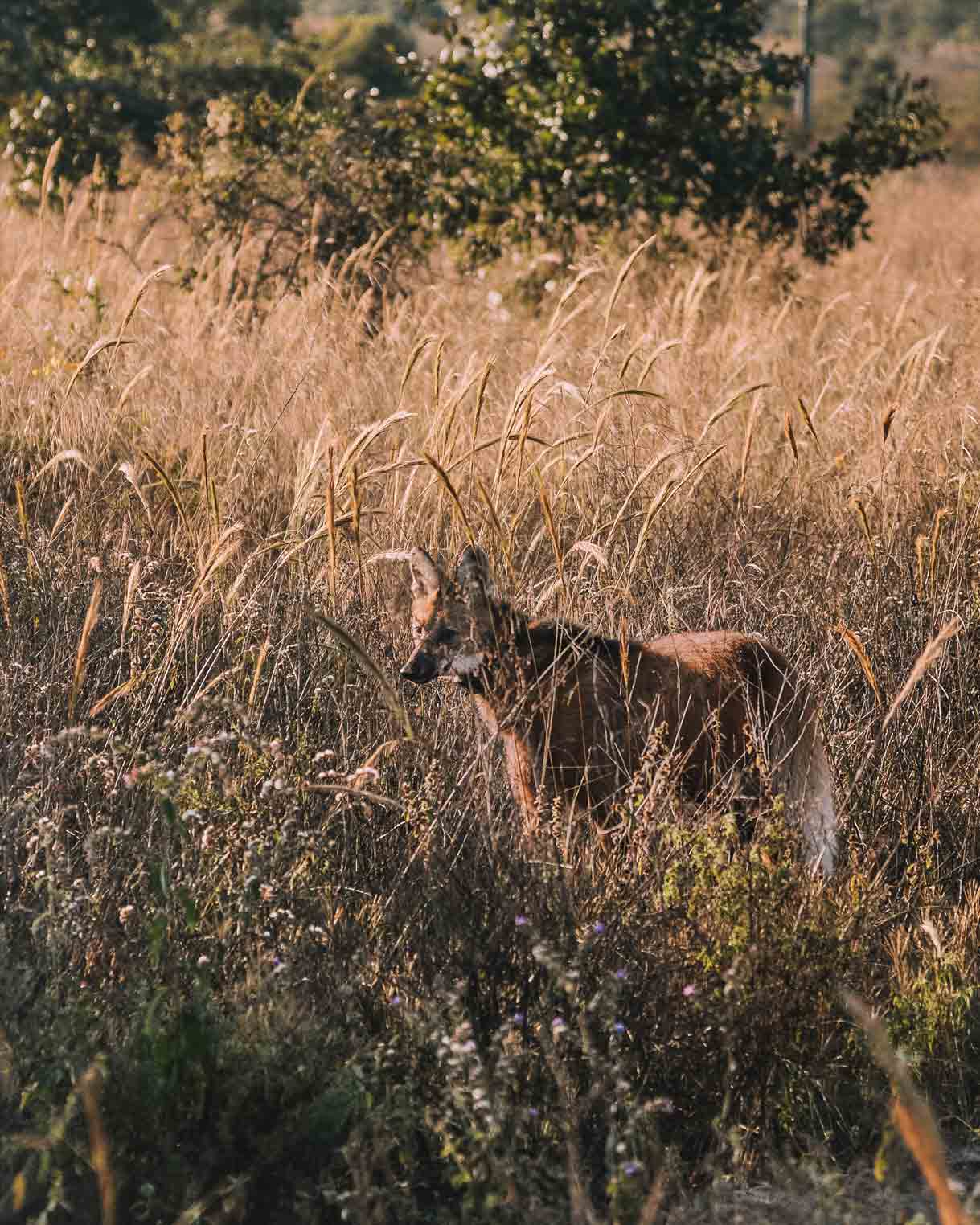 lobo guará no cerrado