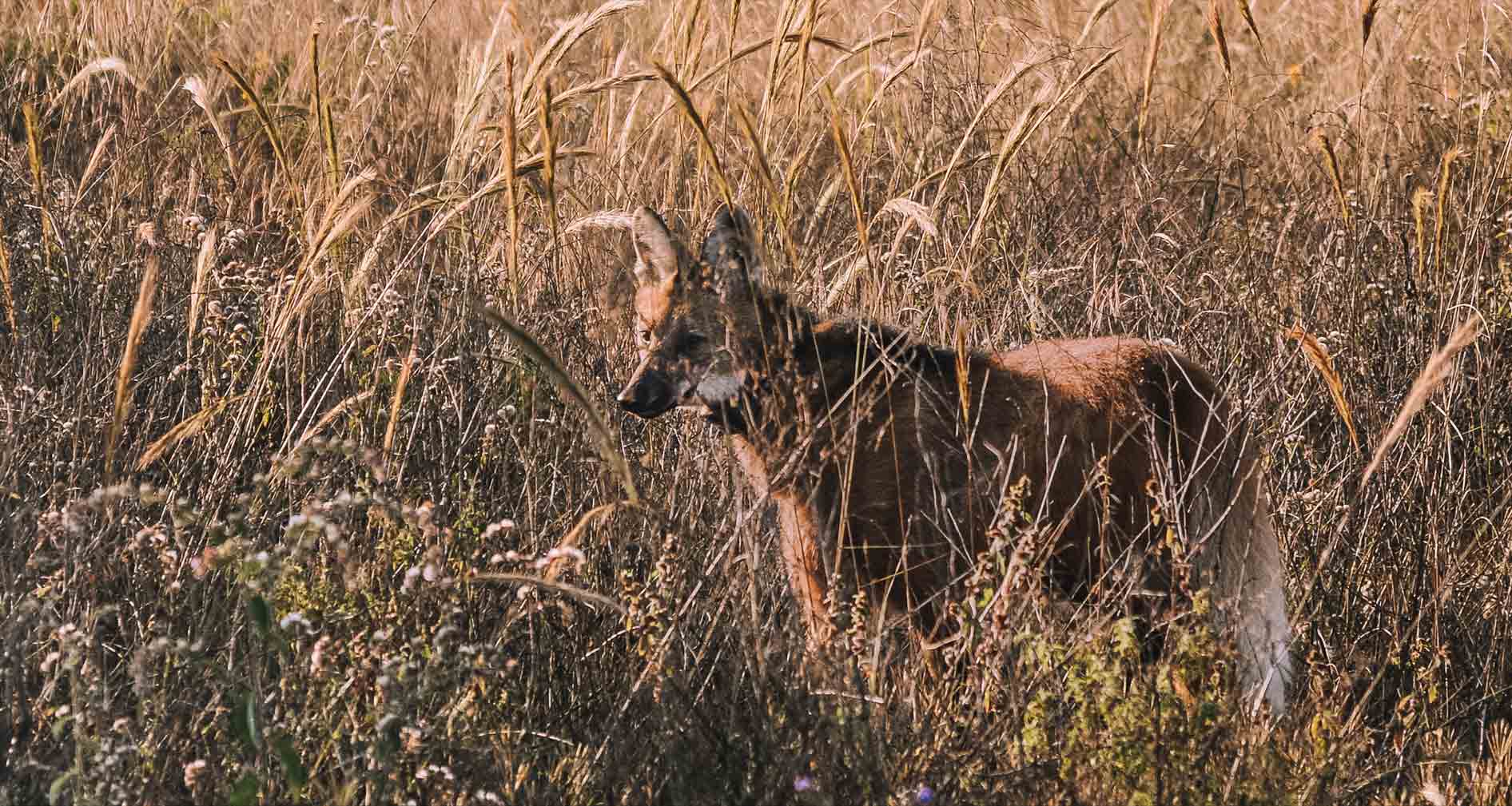 lobo guará no cerrado