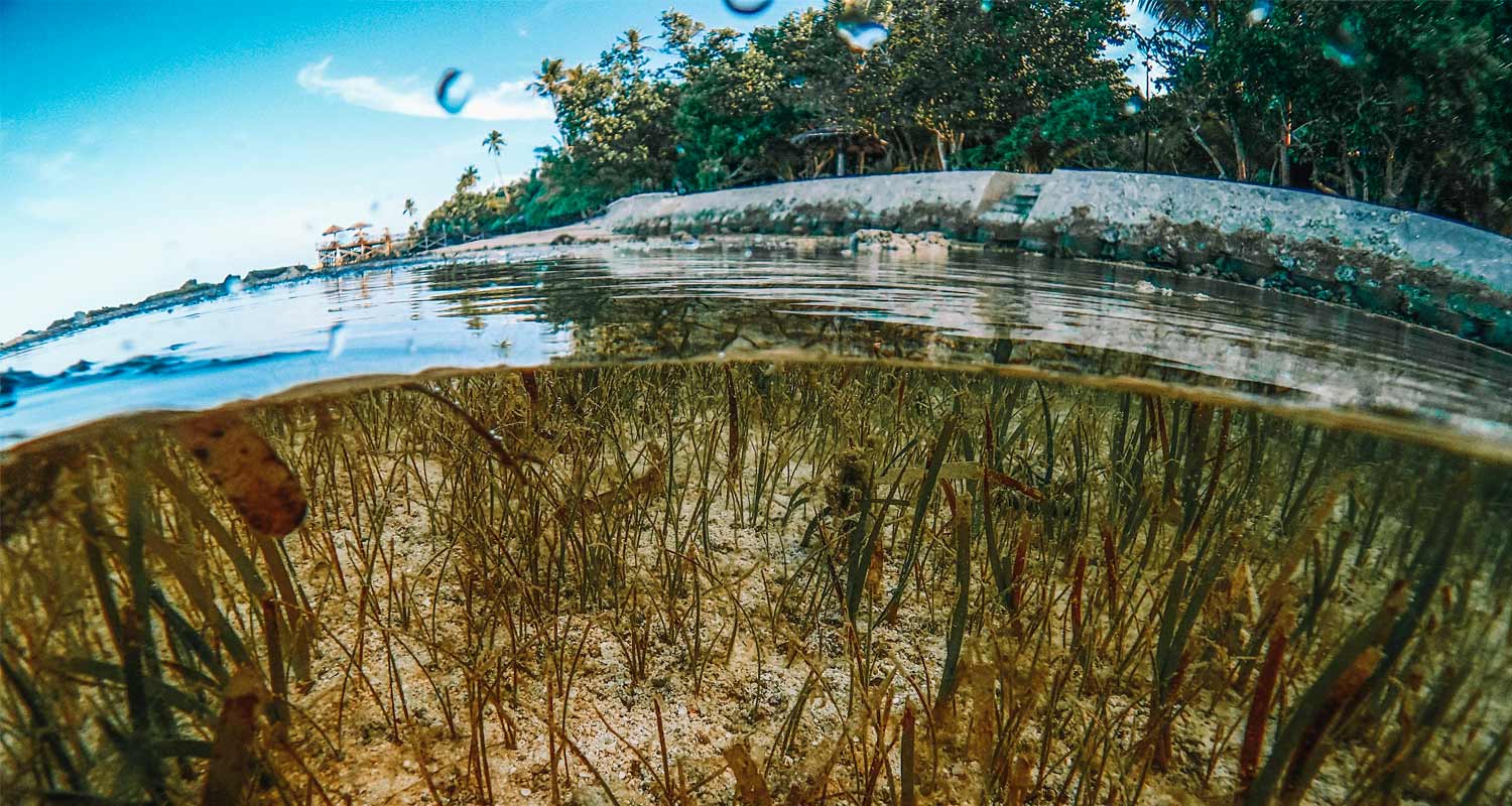 Imagens de algas marinhas debaixo d'água