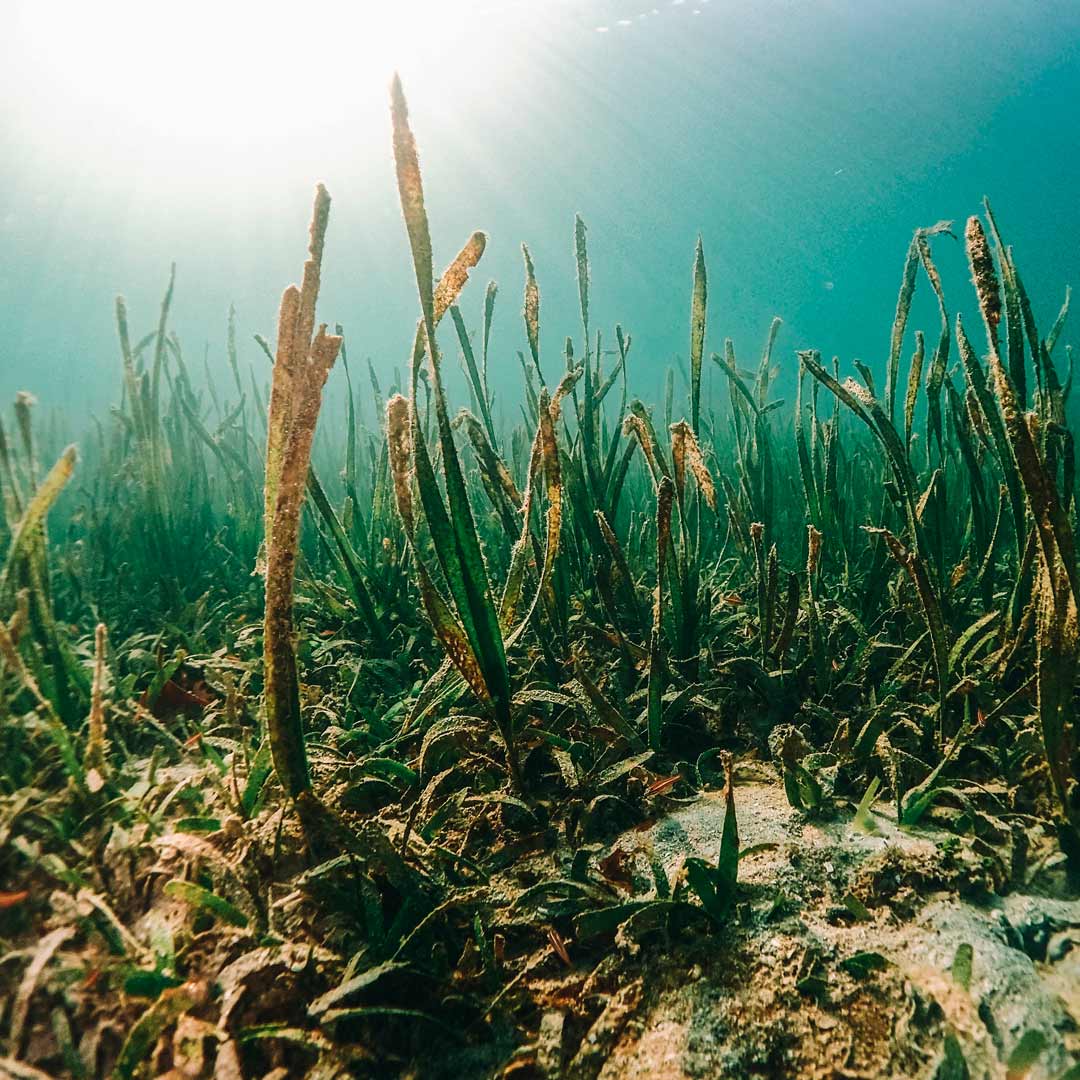 Imagem de algas marinha debaixo do mar