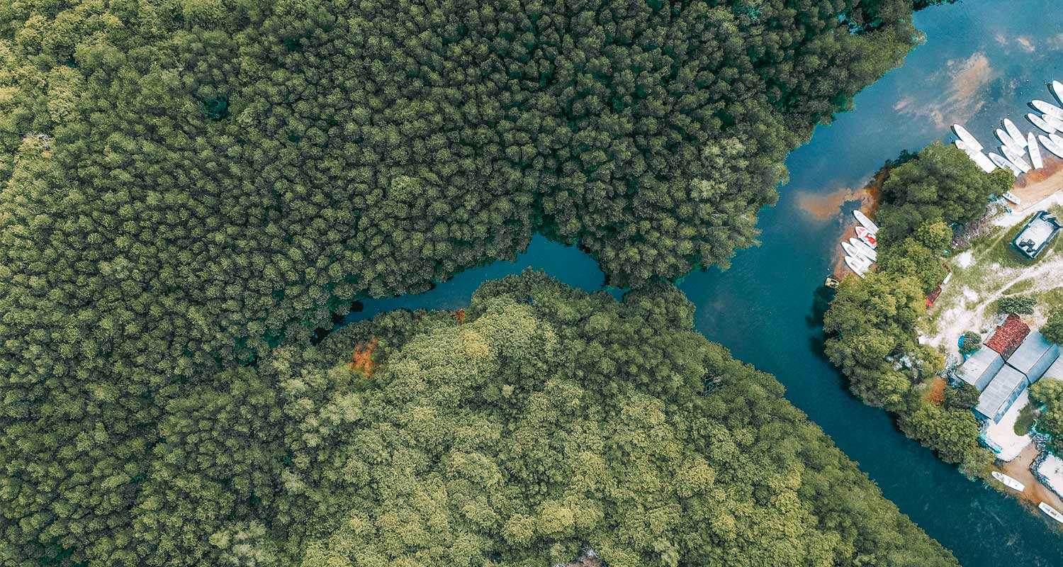 Imagem aérea de um mangue