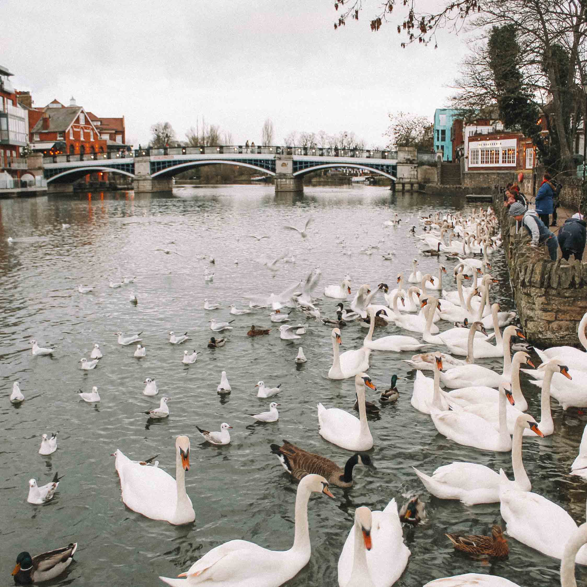 Rio Tâmica com cisnes em Windsor