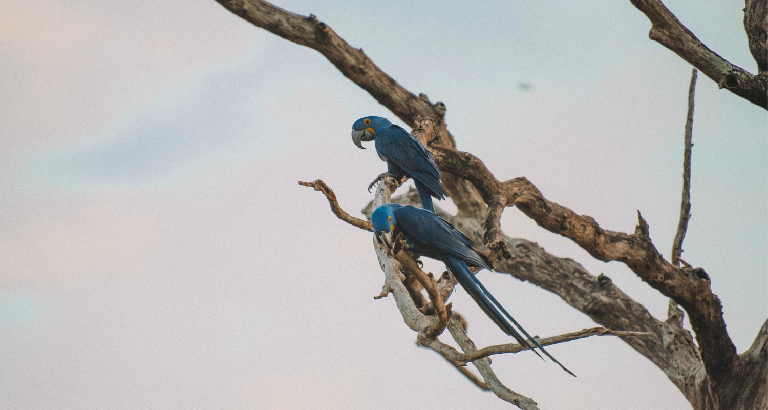 Duas araras-azuis na árvore no Pantanal