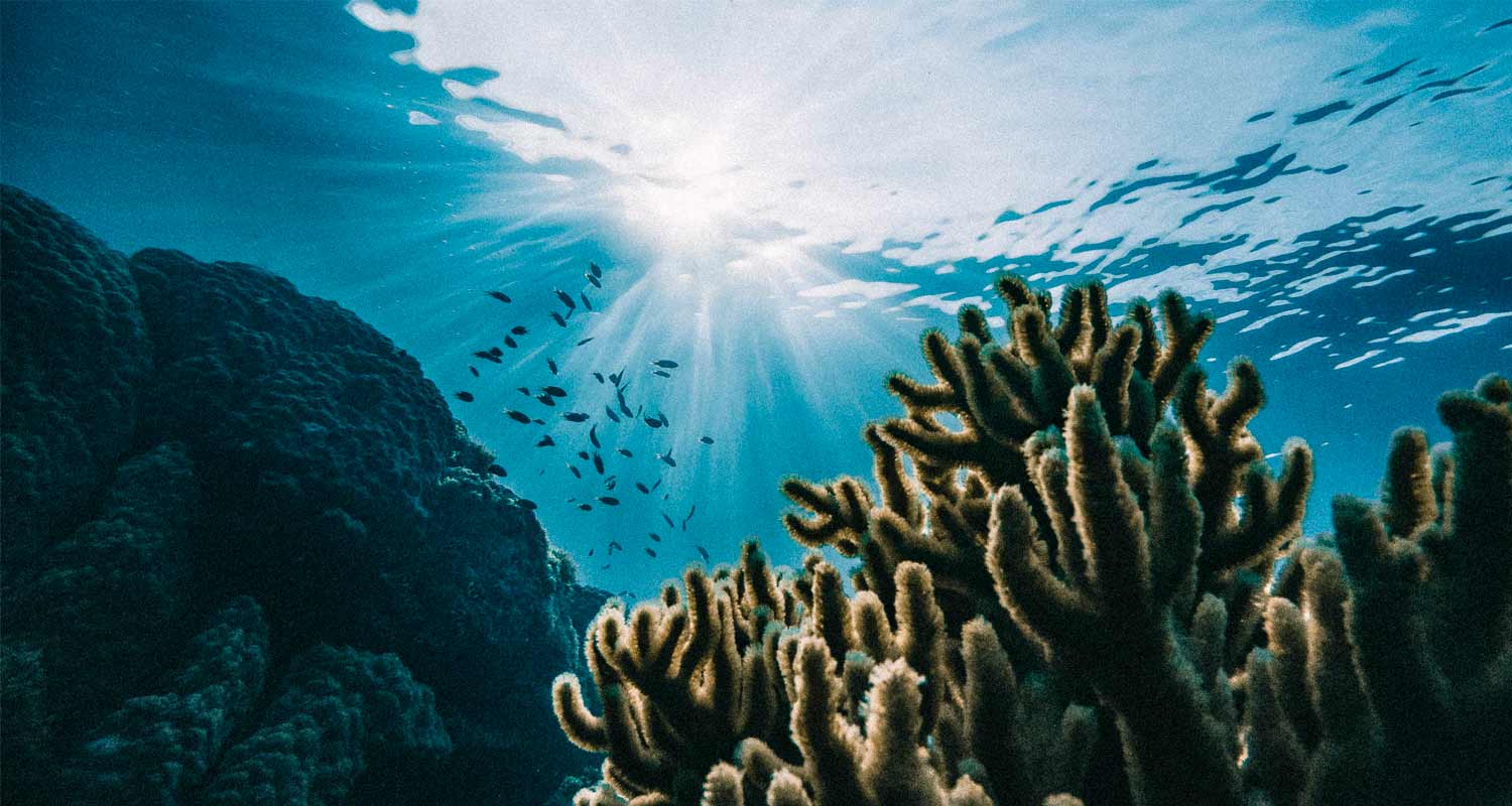 Imagem do fundo do mar com peixes
