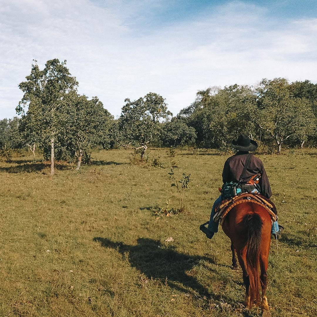 Homem montado em um cavalo andando pela vegetação do Pantanal