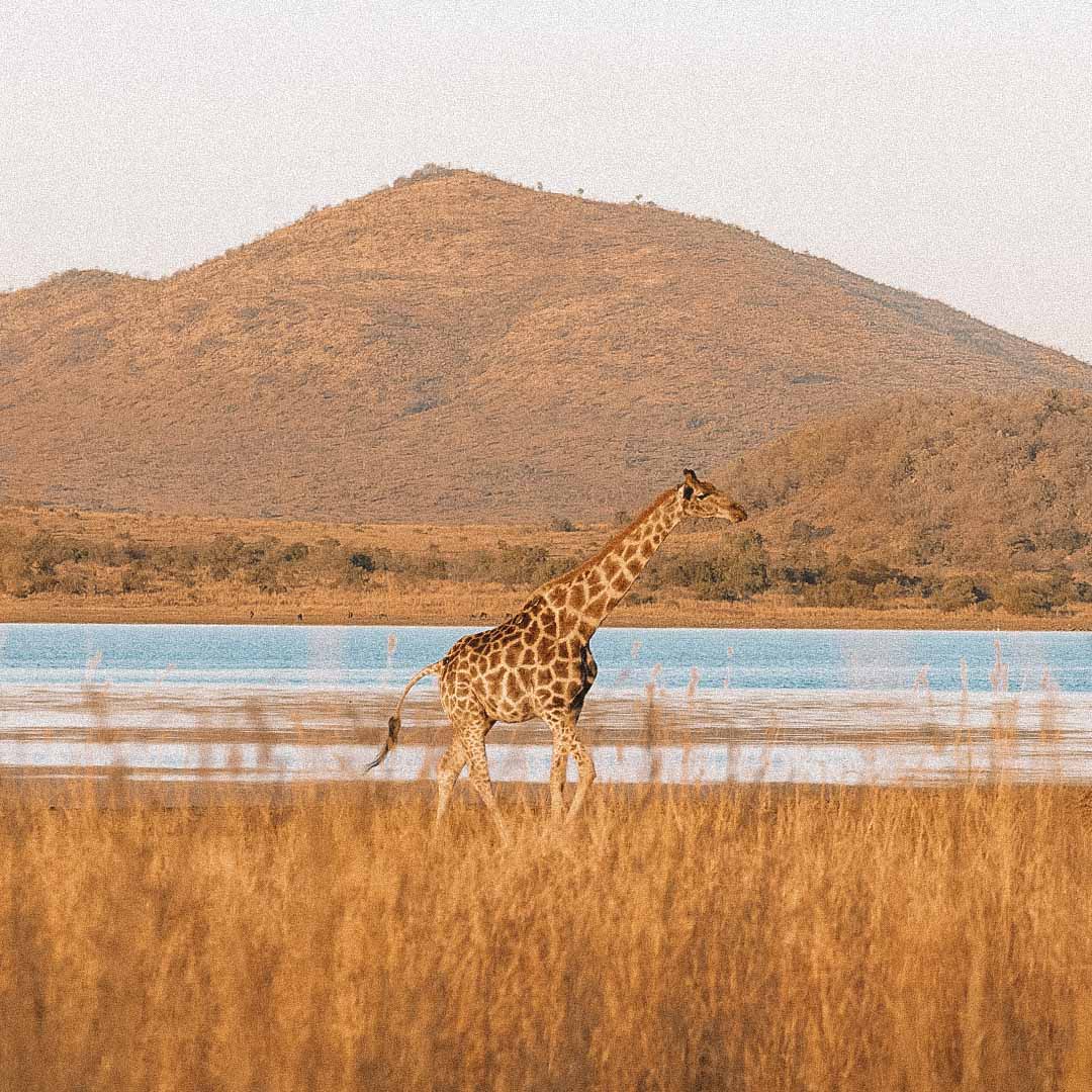 girafa em joanesburgo na africa