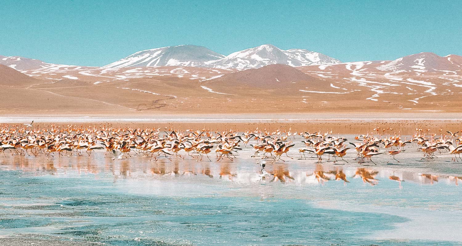 flamingos na laguna colorada na Bolivia