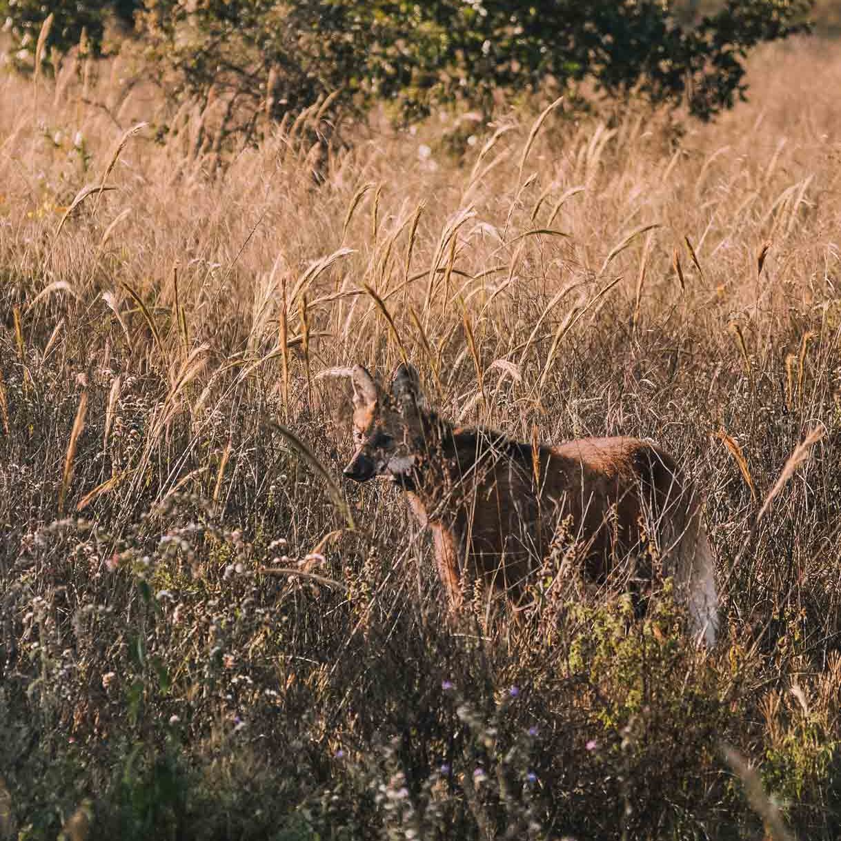 lobo guará no cerrado