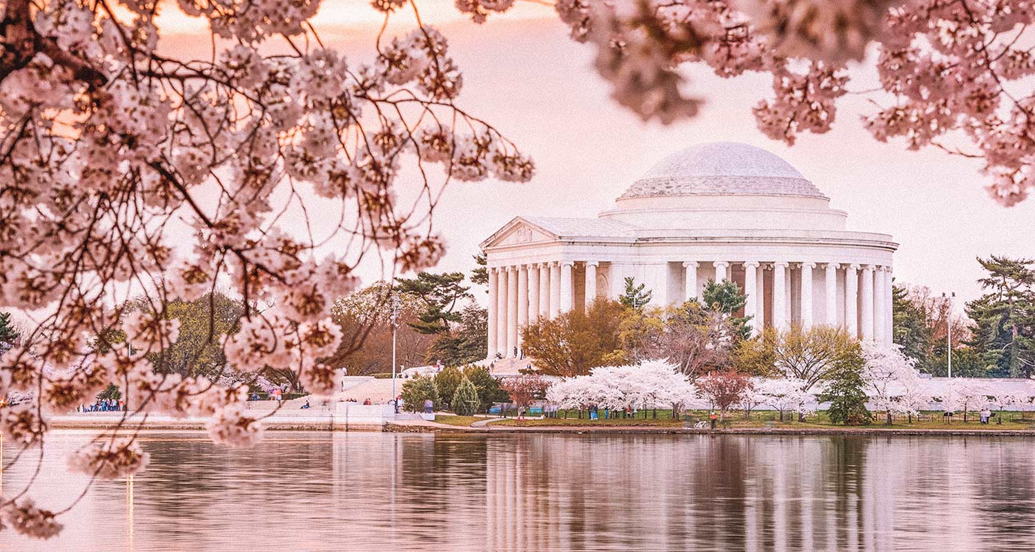 Cerejeiras emoldurando monumento em frente a um lago, em Washington D.C.