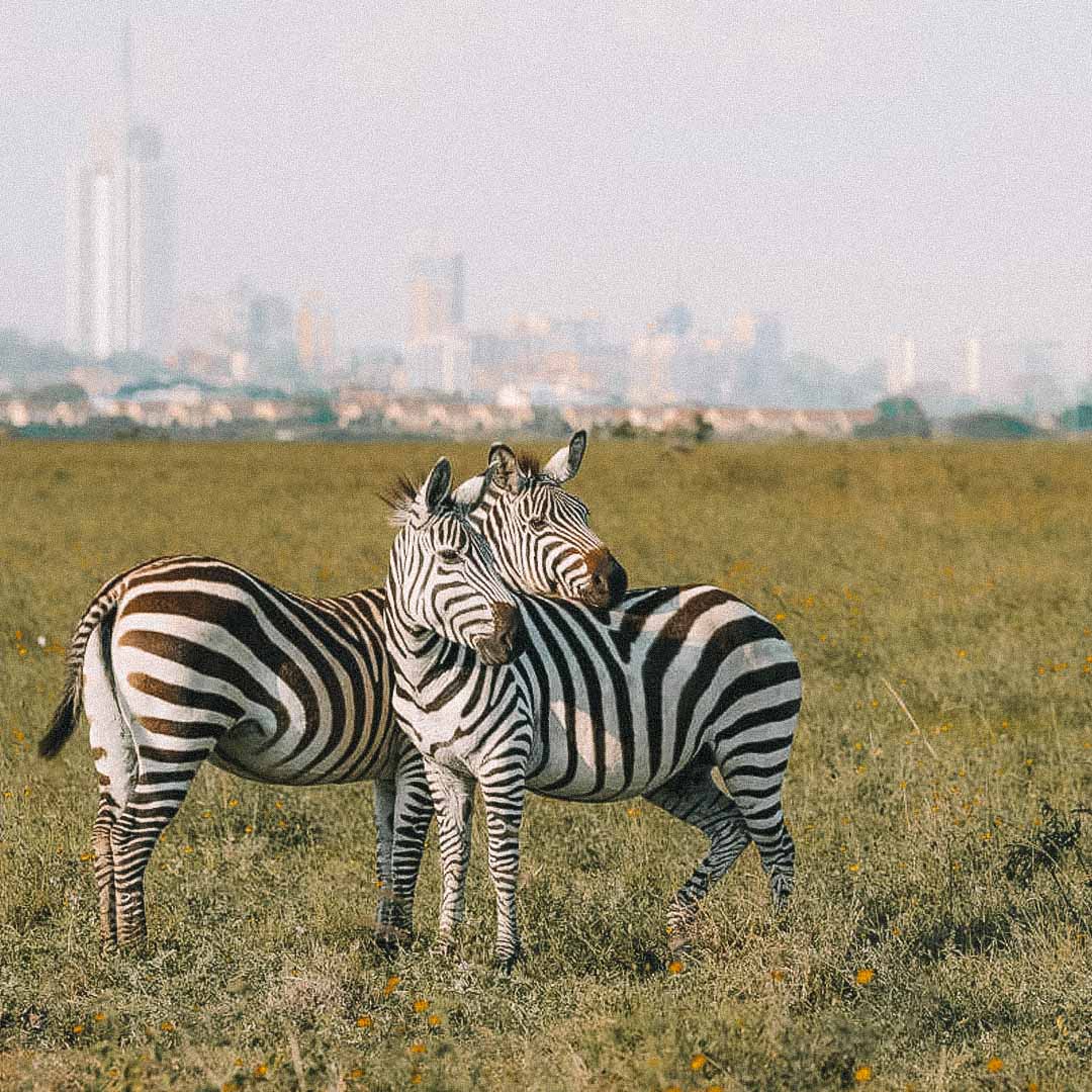 zebras no parque de nairobi, Africa
