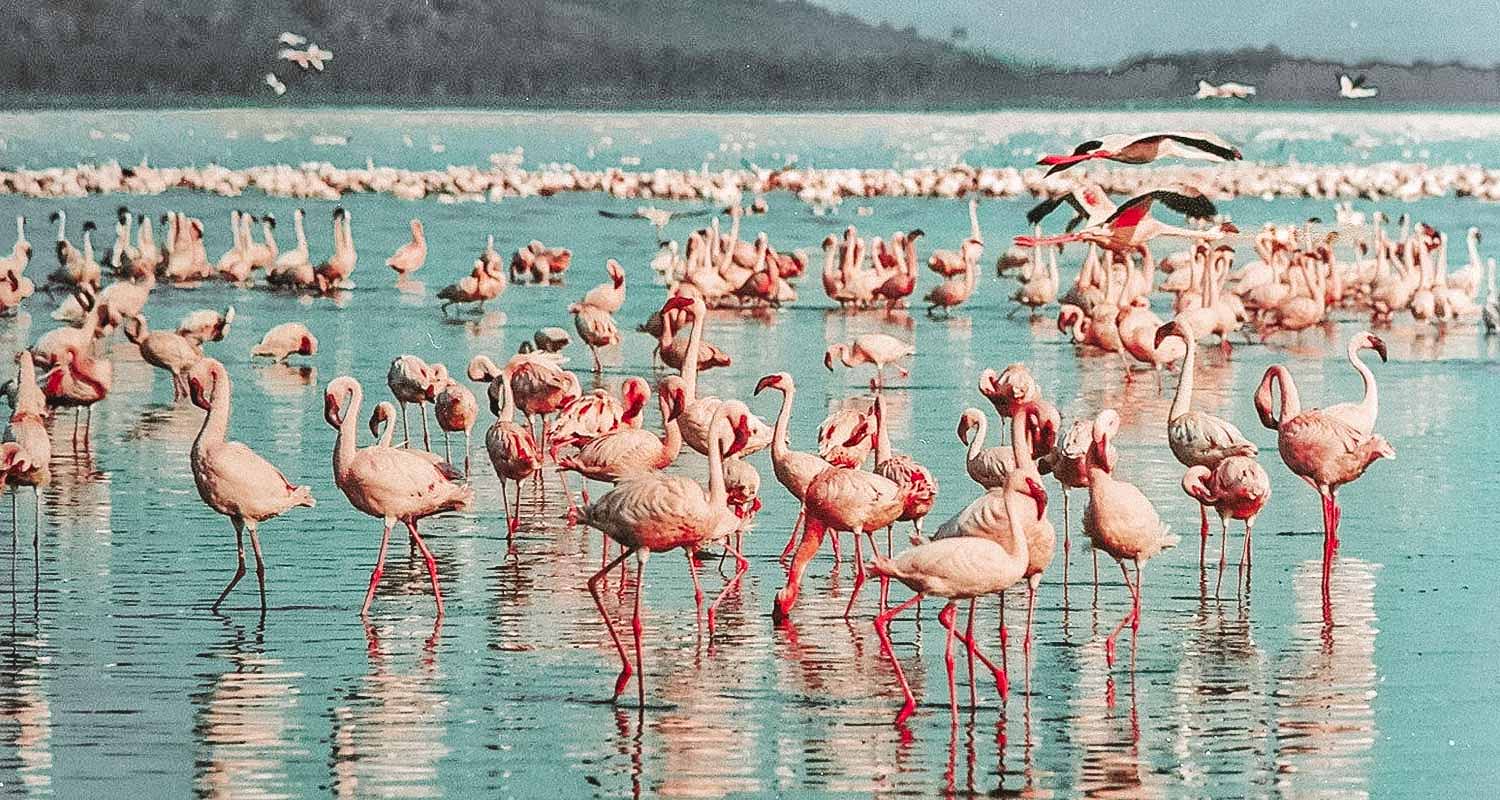 flamingos no lago na Quênia