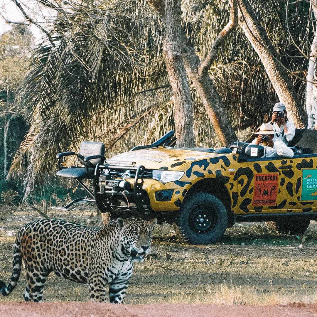 carro com onçafari com uma onça a frente