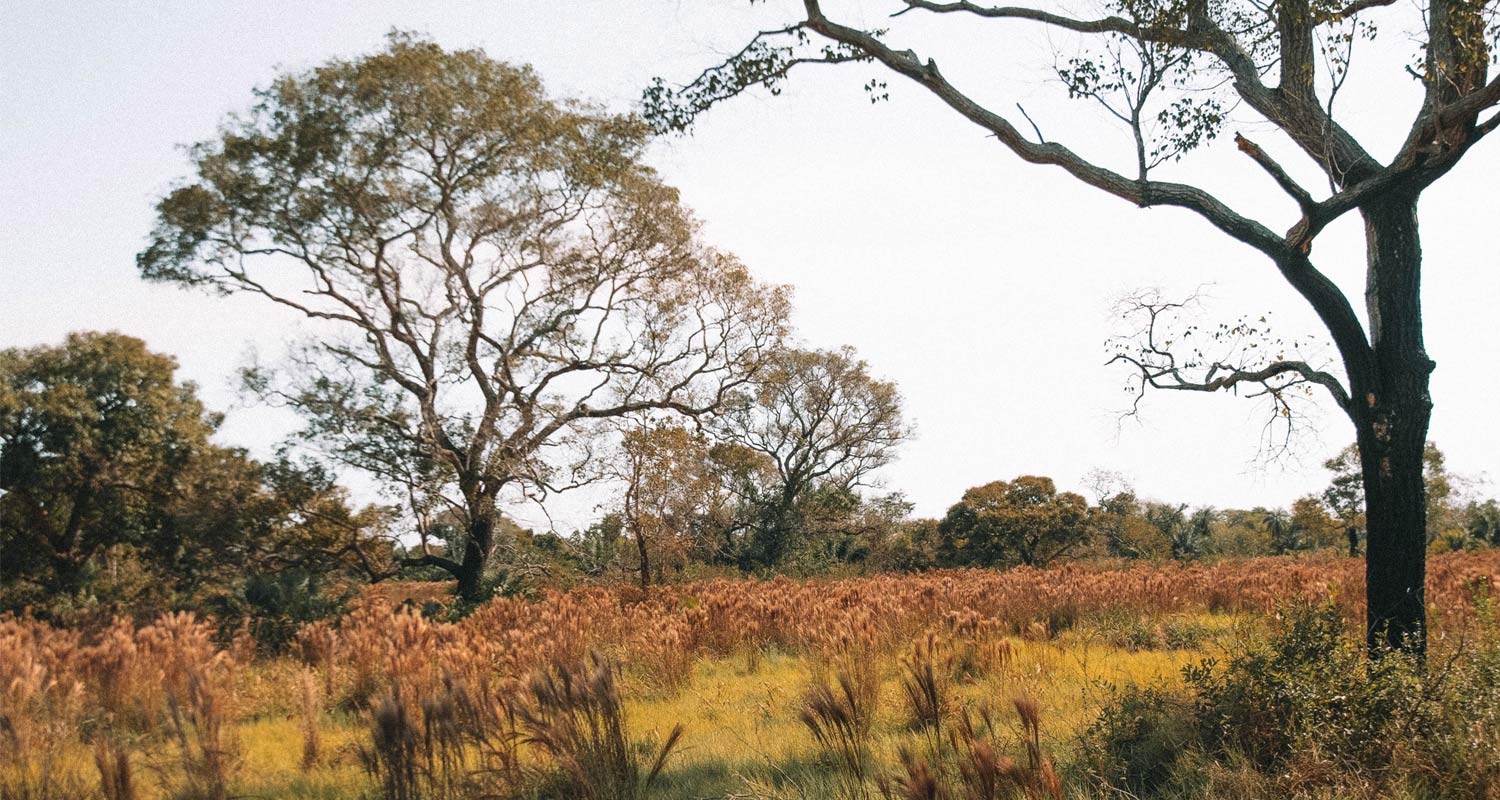 Vegetação baixa com algumas árvores no Pantanal Sul