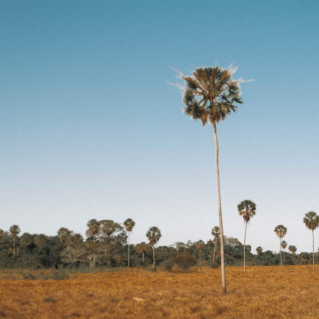 Árvore destacada em meio a vegetacao baixa do Pantanal Mato grosso do Sul