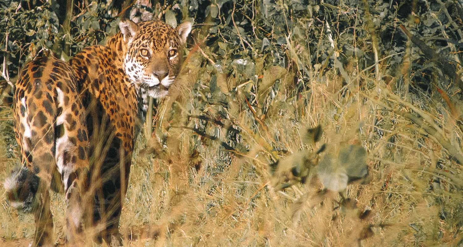 Onca-pintada em seu habitat natural olhando para a câmera