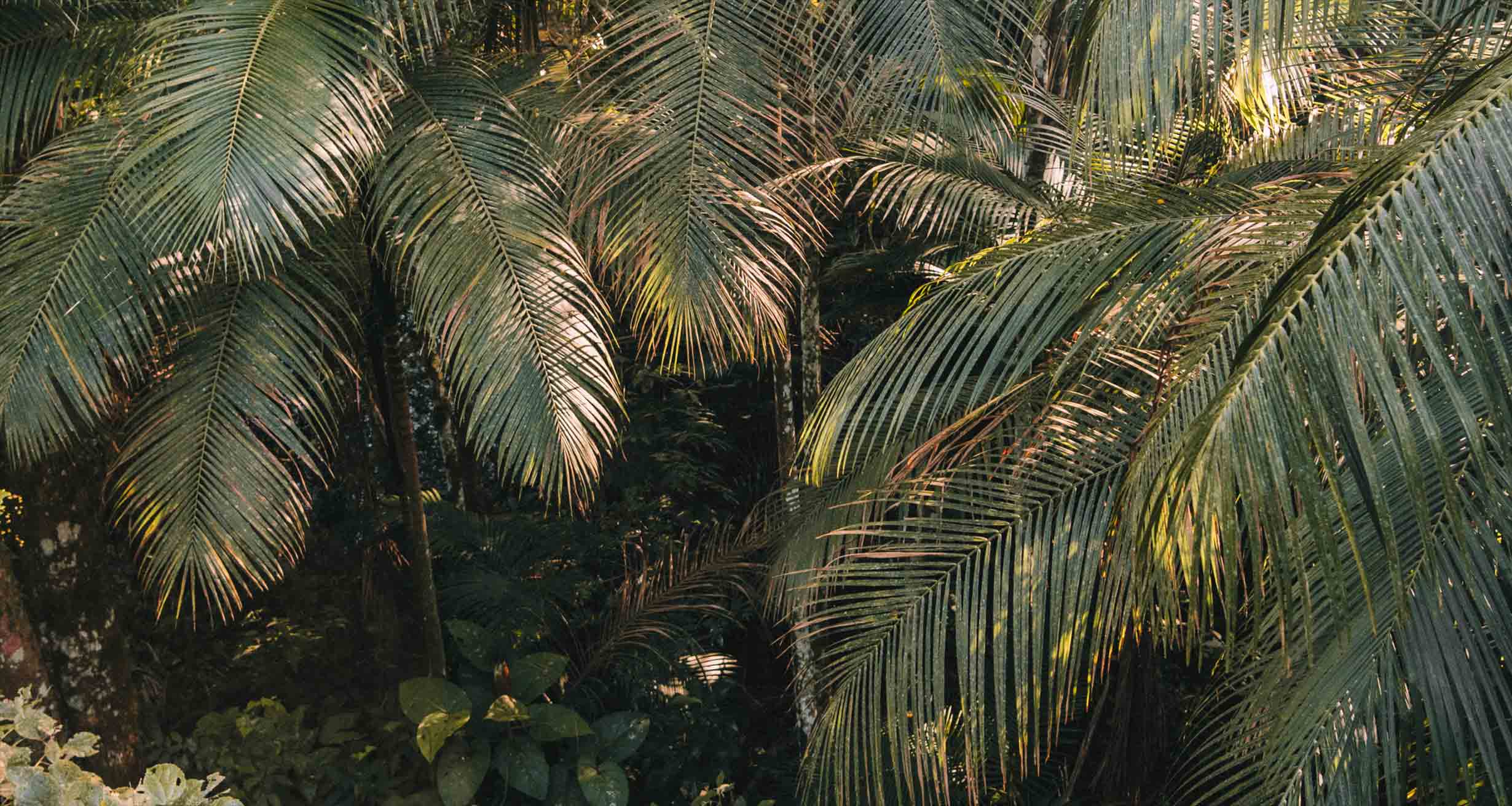 folhas de palmeira na mata atlântica