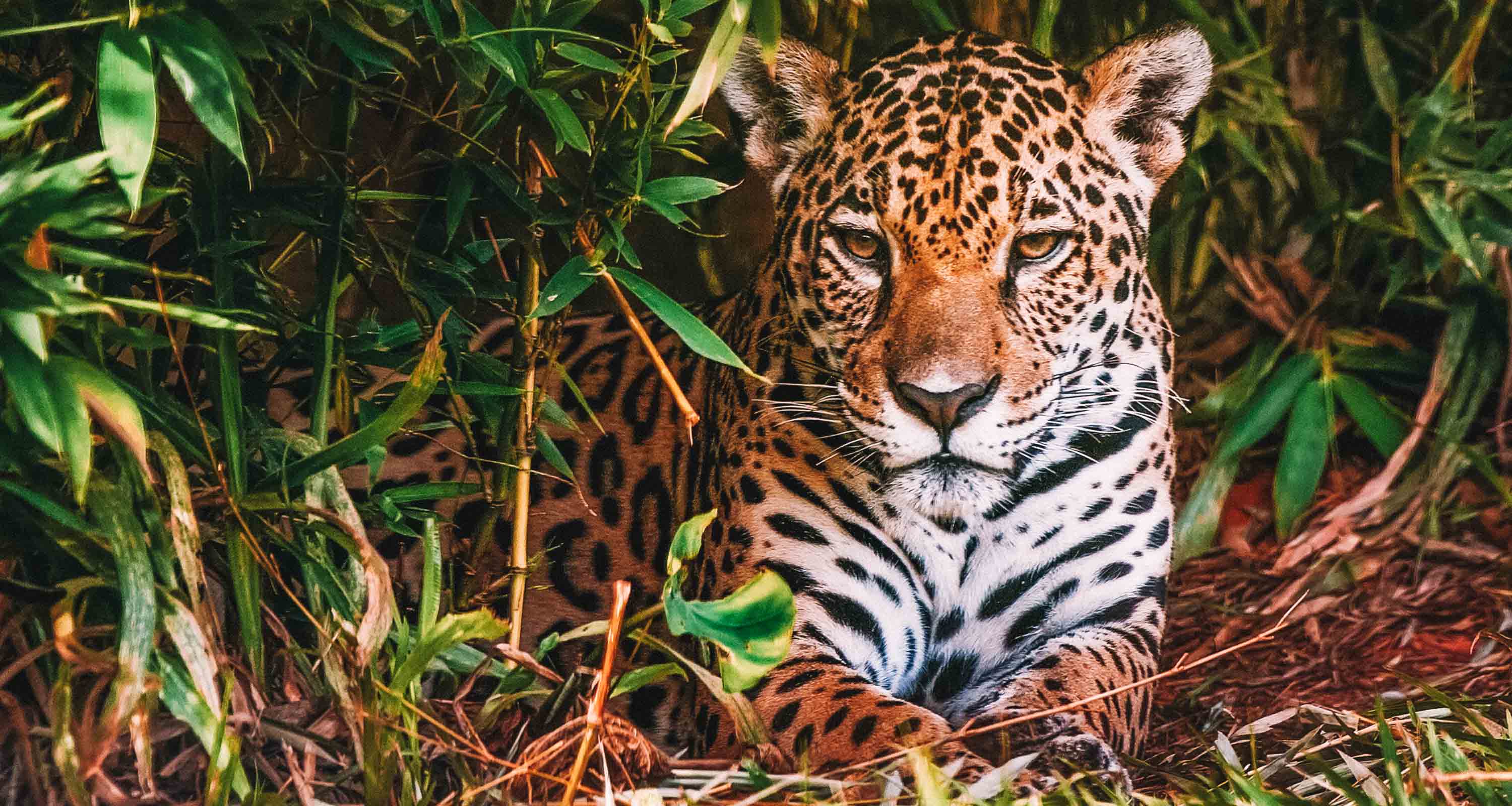 onca pintana na mata atlantica em sao paulo