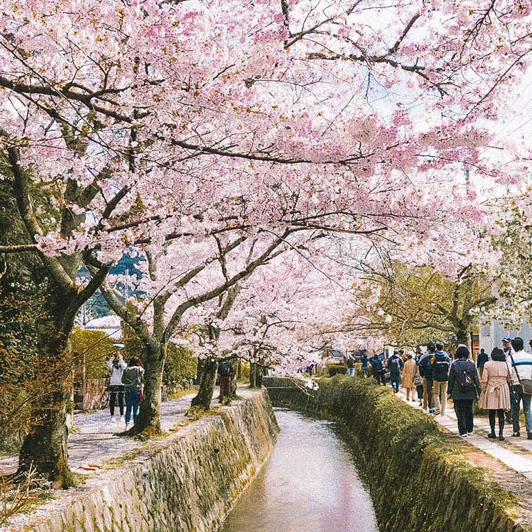 philosopher path caminha kyoto