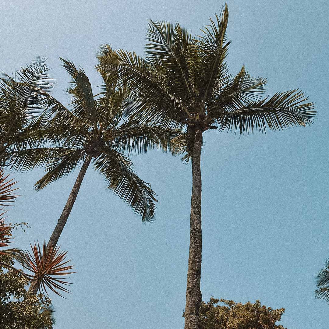 palmeiras em ubatuba