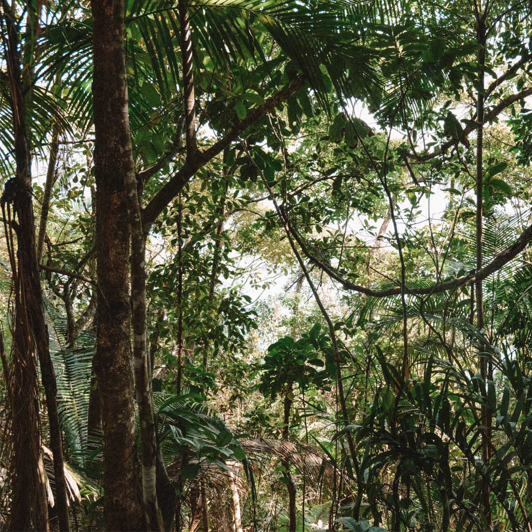 vegetação da mata atlantica na trilha das 7 praias