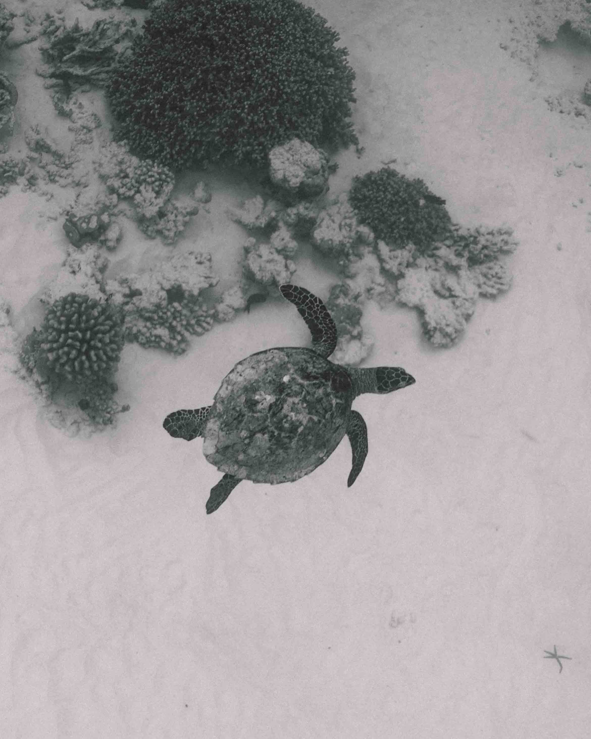 tartaruga mar preto e branco