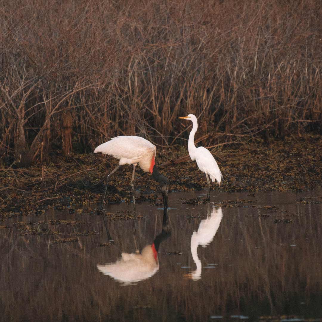 Dois tuiuiu no Pantanal Sul