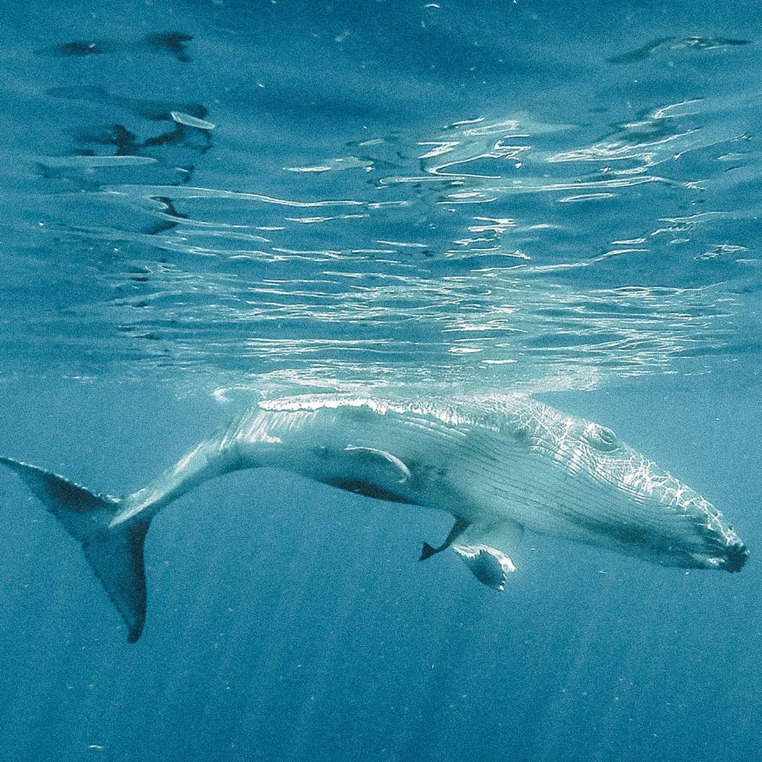 Baleia embaixo da agua