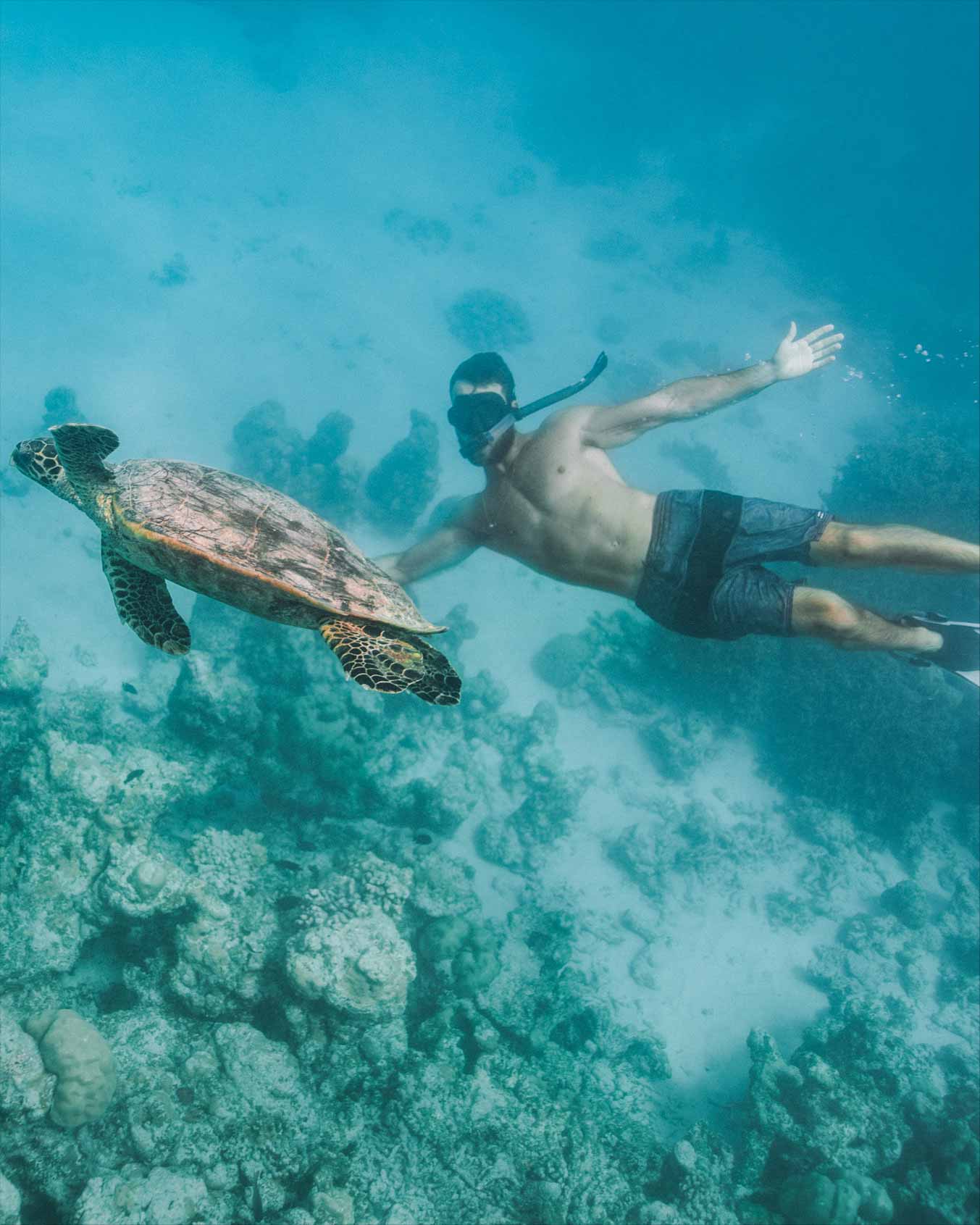 Tartaruga no Soneva Fushi Maldivas