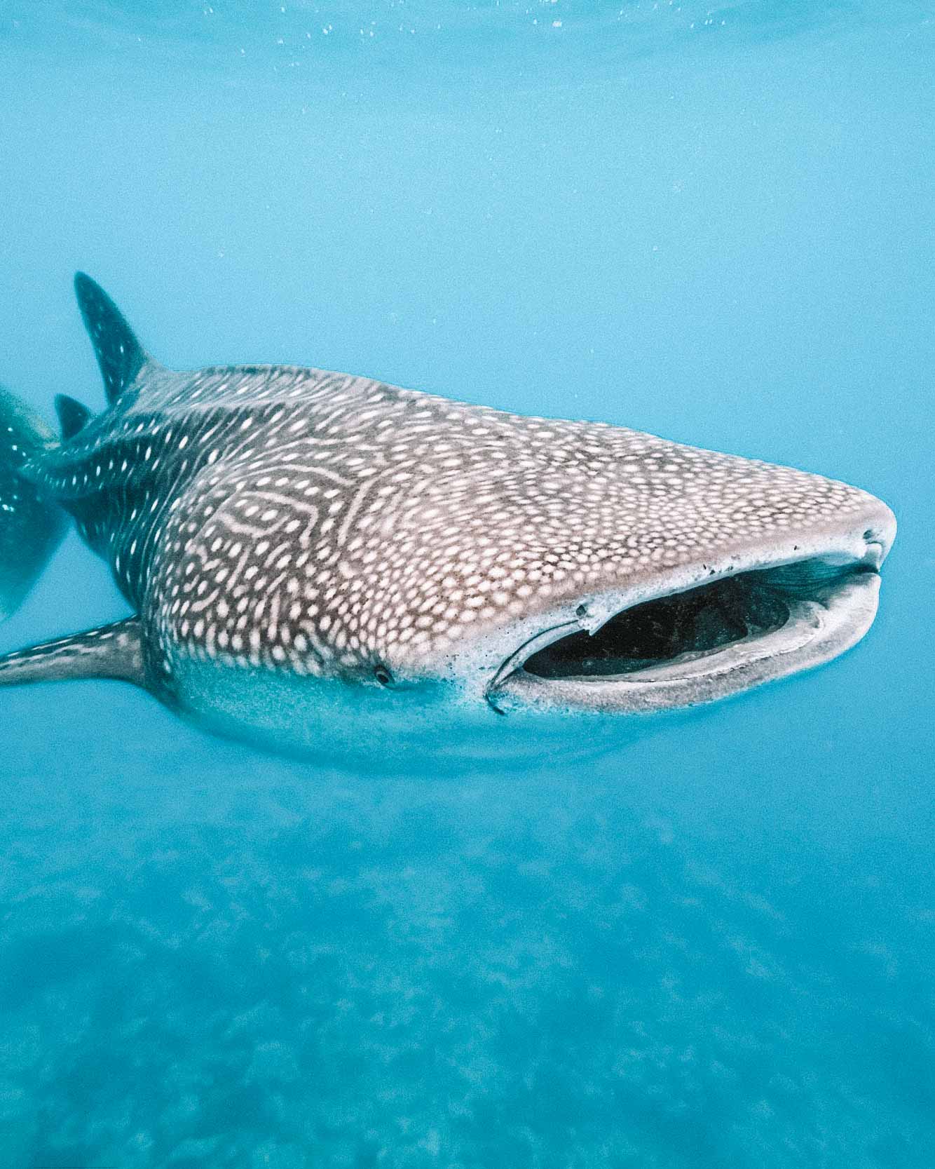 Tubarão baleia Soneva Fushi